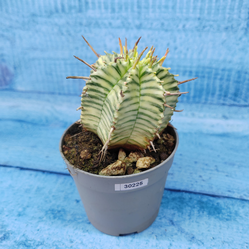 Euphorbia meloformis f. Variegated (Эуфорбия вариегатная)