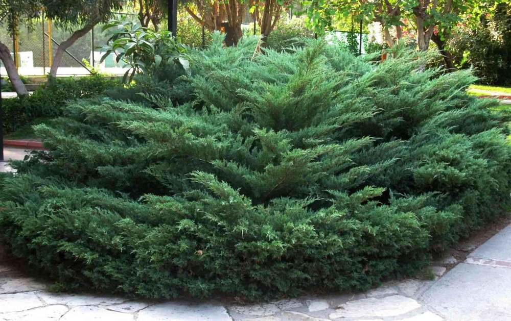 Можжевельник, Казацкий 7шт