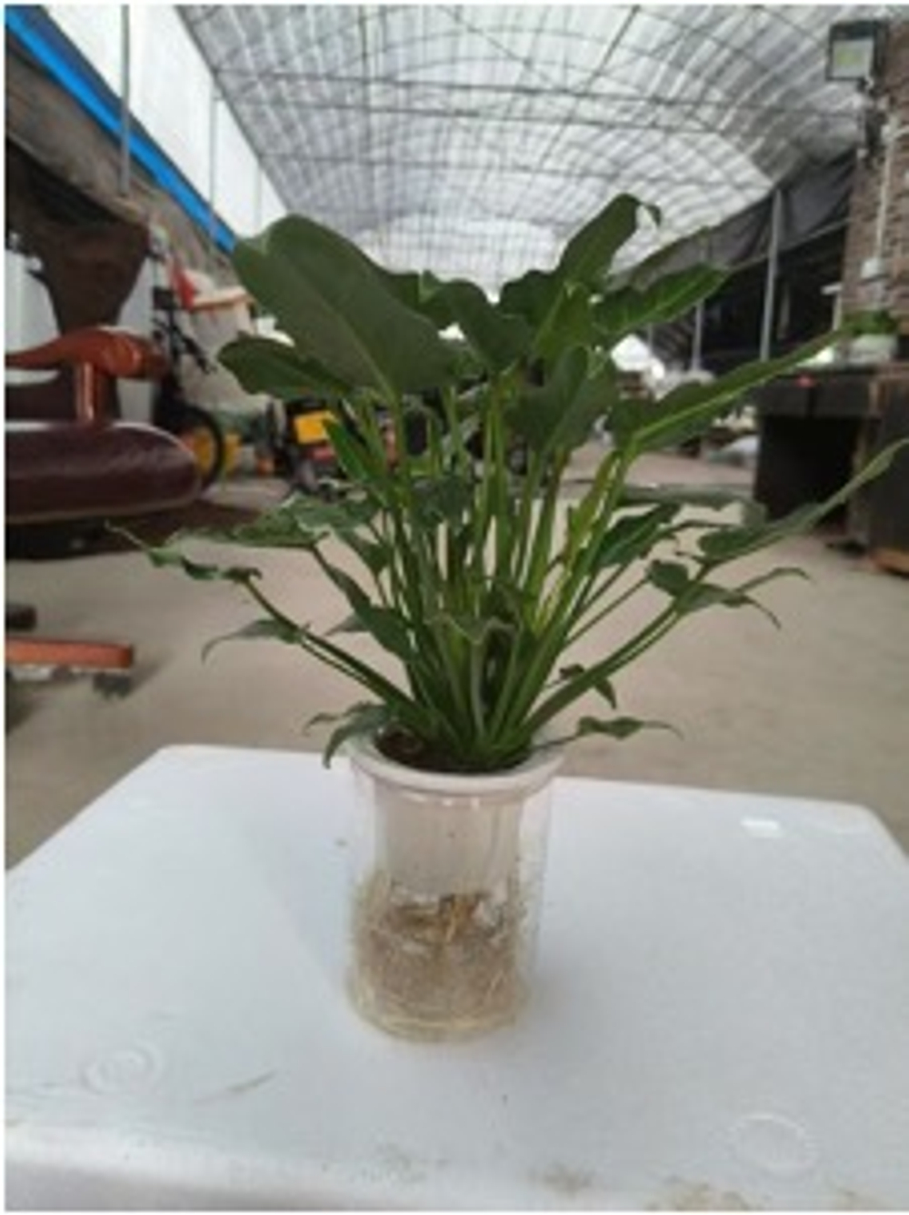 Филодендрон Angel д.11, в горшке с автополивом