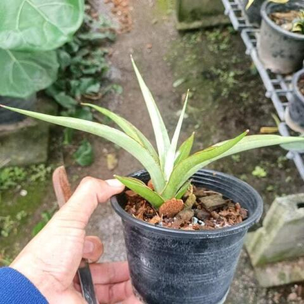 Сансевиерия CHAO PHRAYA