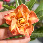 Адениум CHA THAI