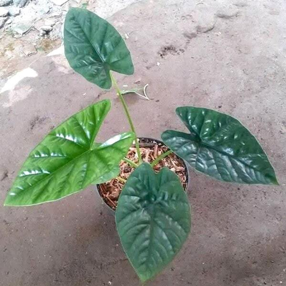 Алоказия LUKIWAN (А.SINUATA х А.ALBA) р.L