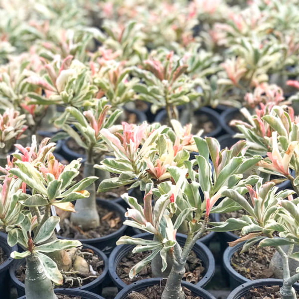 Адениум вариегатный BEST OF SIAM