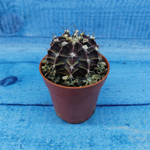 Gymnocalycium Friedrichii (Гимнокалициум)