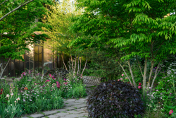The Gardener`s Palette: Creating Colour Harmony in the Garden