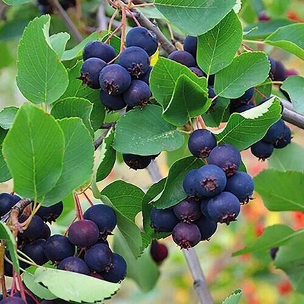 Ирга круглолистная