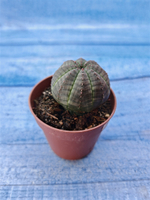 Euphorbia Obesa (Эуфорбия)
