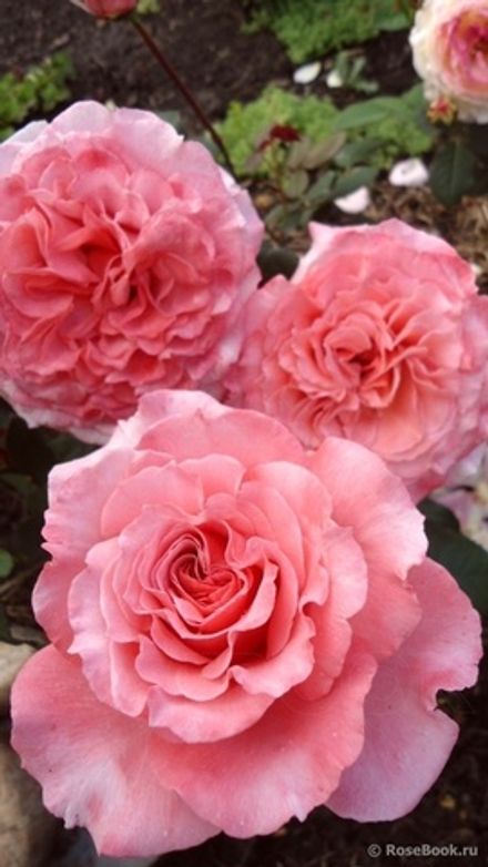 Лоран Каброль