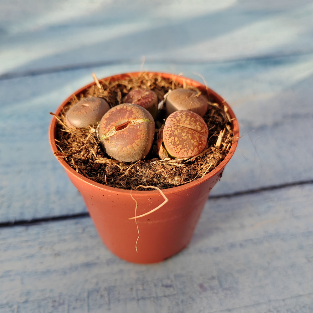 Lithops sp. (Литопсы)