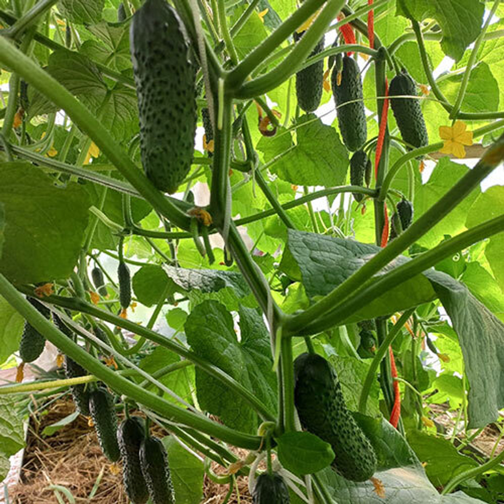 Cемена огурца Артист F1, Bejo, 7 шт.