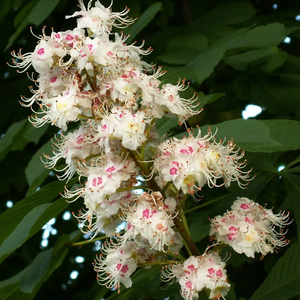 Каштан конский (цветы)