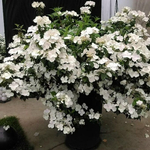 Сбежавшая невеста (Ампельный гибрид)