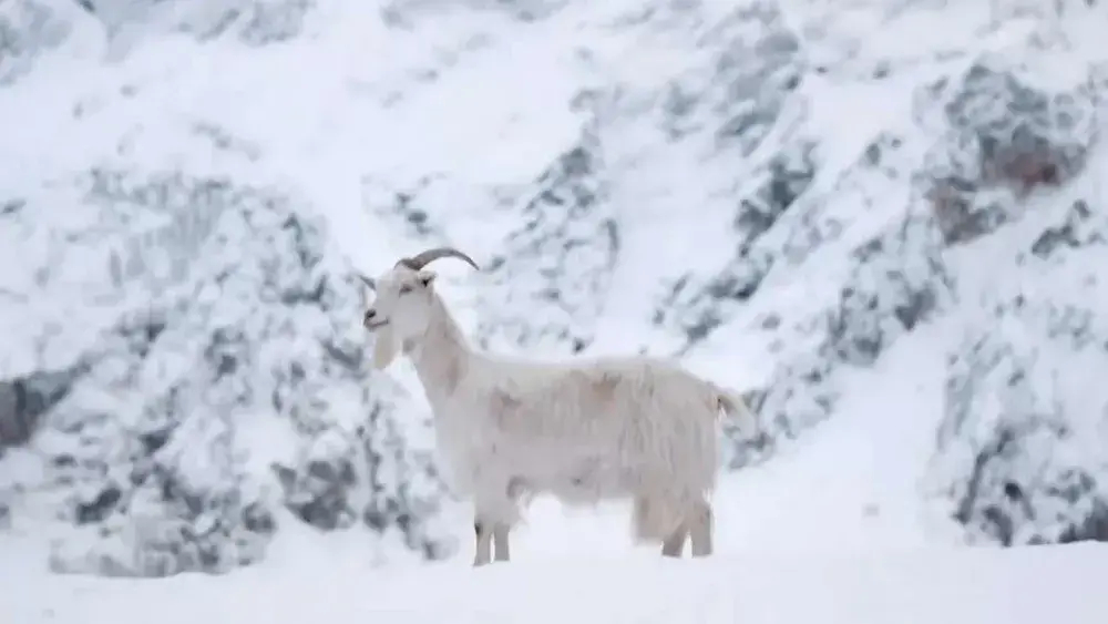 Вода негазированная Evian минеральная природная, 0,5 л