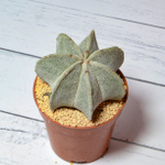 Astrophytum Myriostigma 7 ребер (Астрофитум)