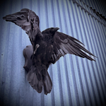 Чучело ворона