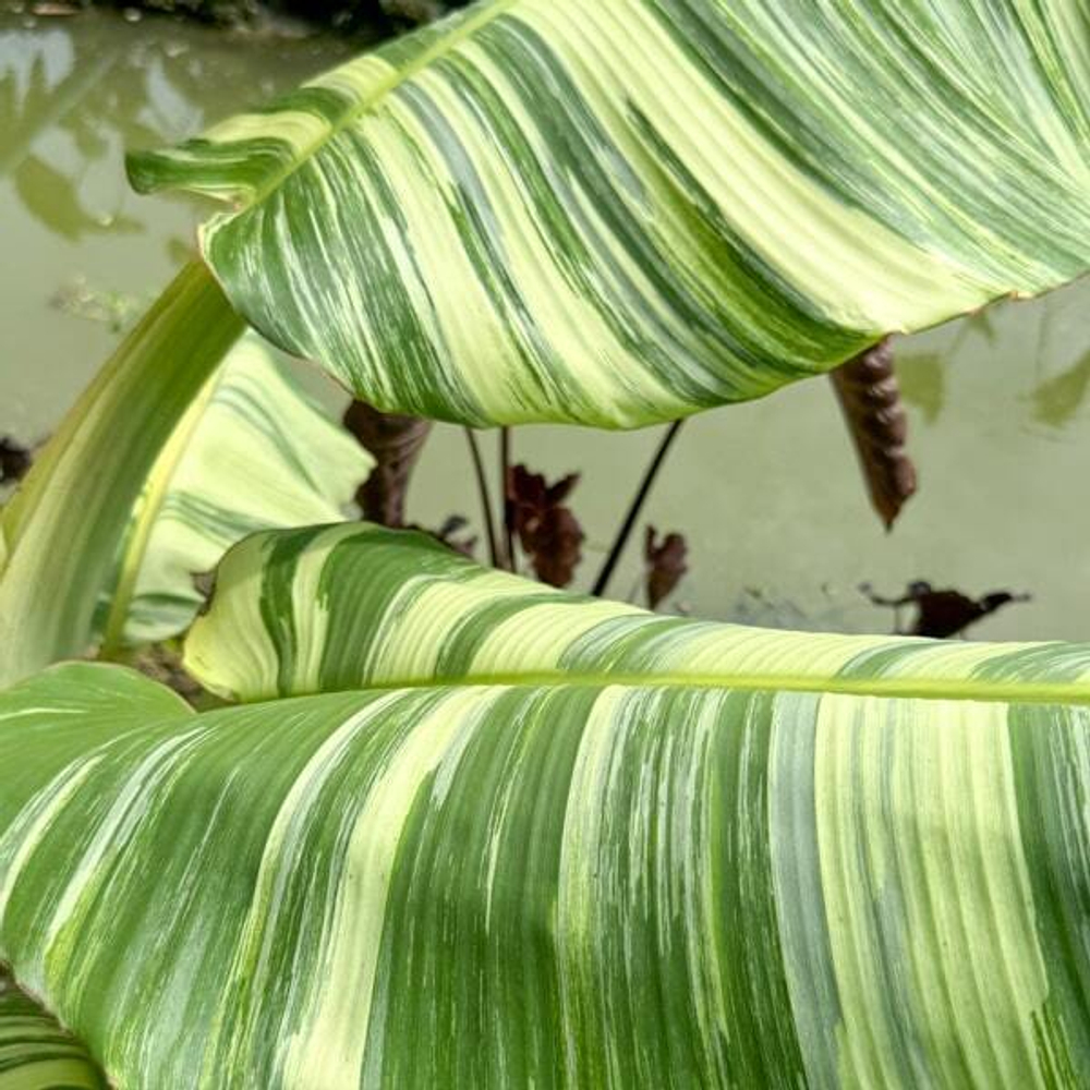 Банан вариегатный NAM WAH KHOM