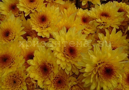 Хризантема кустовая    Amalfi yellow  ☘🌻 к.13    (отгрузка  Сентябрь)