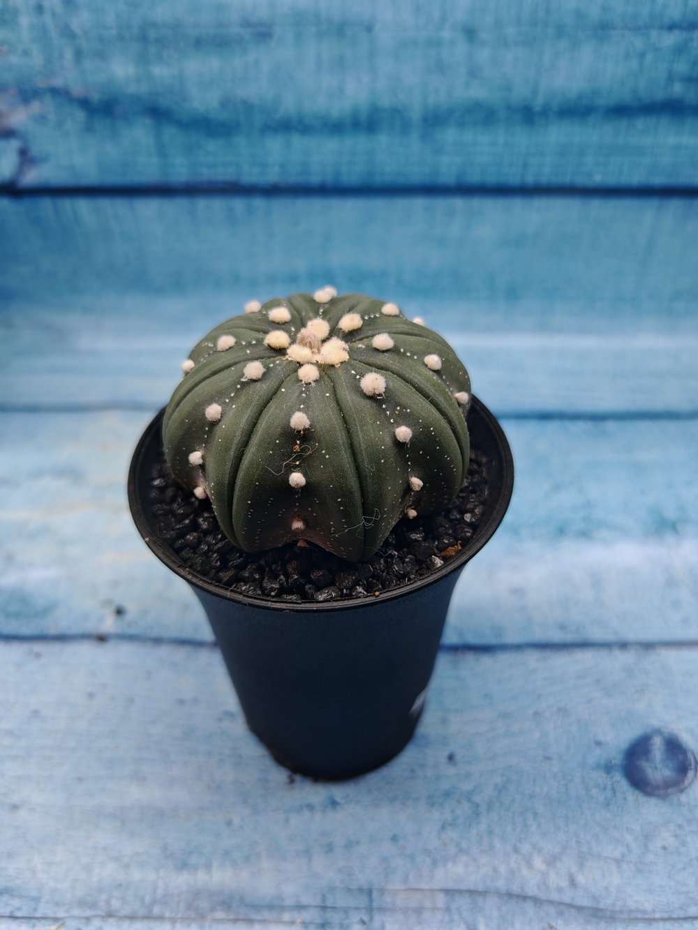 Astrophytum Asterias (Астрофитум)