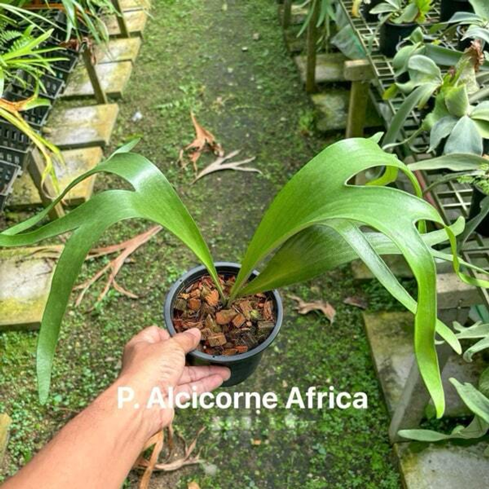 Платицериум P.ALCICORNE AFRICA