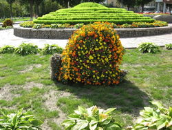 Топиарная фигура Улитка