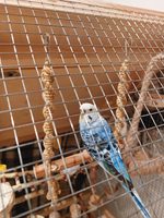 Качели для попугаев жёлтые