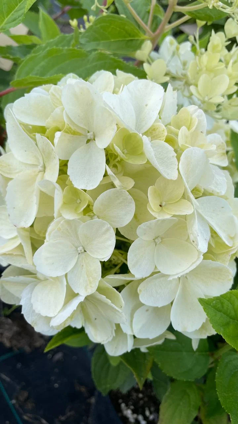Гортензия метельчатая Пантера (Hydrangea paniculata Pantera )