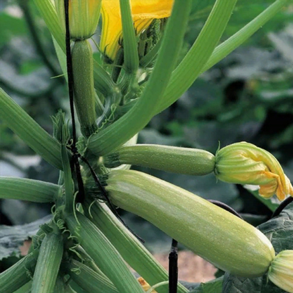 Сирена F1 семена кабачка (Syngenta / ALEXAGRO) культура – фото 2