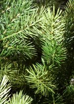 Ель искусственная «Луиза» (Литая хвоя) от 1,5 м до 3 м