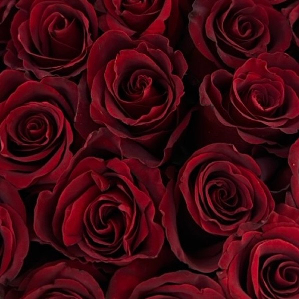 Роза красная 70см