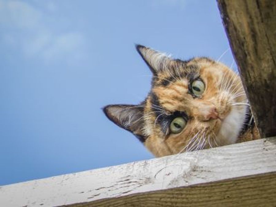 Российский ИИ займётся поиском пропавших кошек и собак