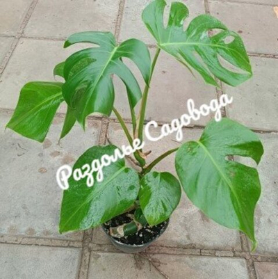 Монстера деликатесная Тауэр