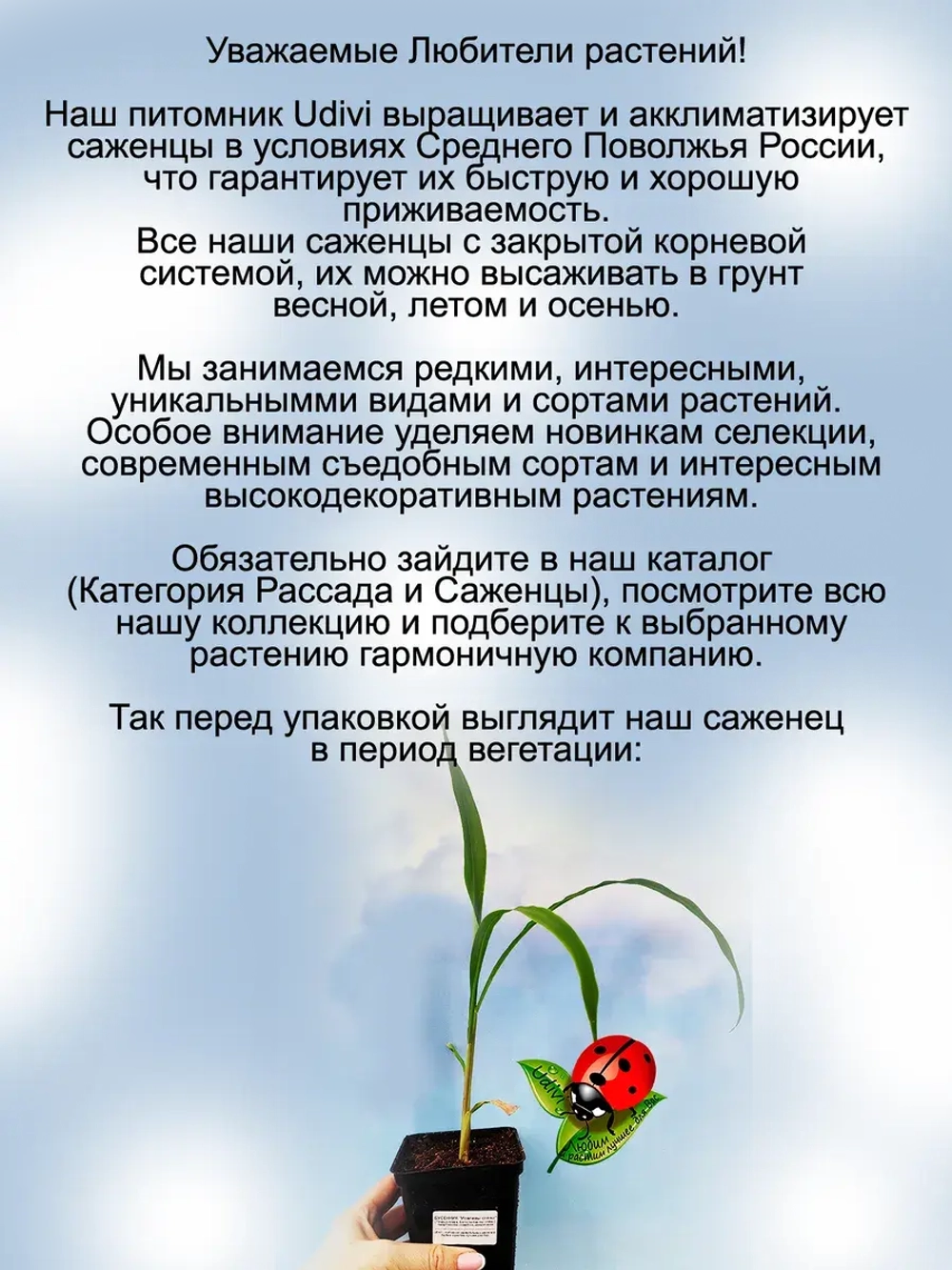 Бусенник Иовлевы слёзы