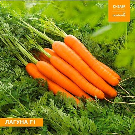 Cемена моркови, Лагуна F1, Nunhems, 1 гр.