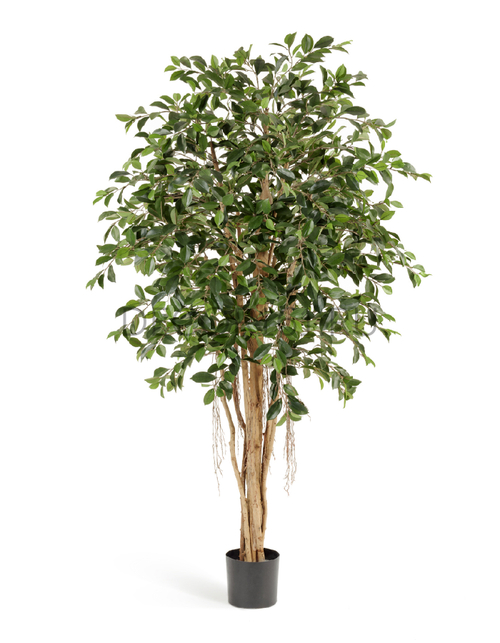 Фикус Ретуса 210 см 2/2 10.32907N