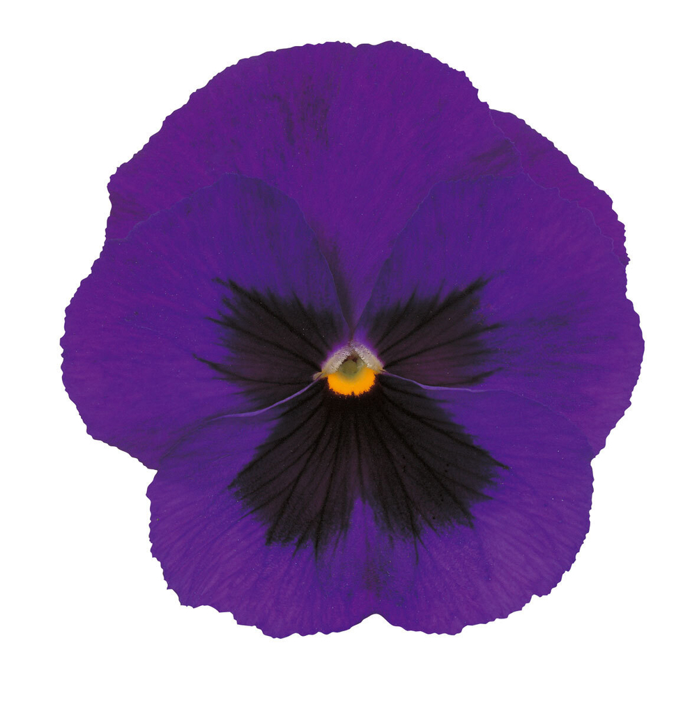 Виола крупноцв.Пауэр Дип Блю виз Блотч (50шт) Витагрин Профи