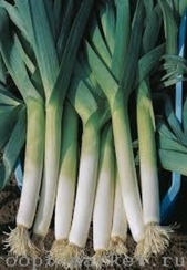 Плустон F1 семена лука порей (Nunhems / Нюнемс)