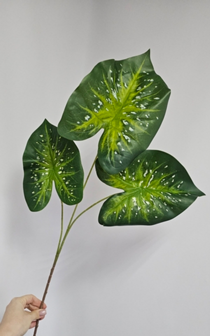 Каладиум / Арт 6339