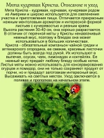 Мята Криспа кудрявая кучерявая