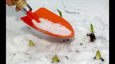 Первая подкормка азотом по талому снегу: будим смородину и крыжовник после зимы