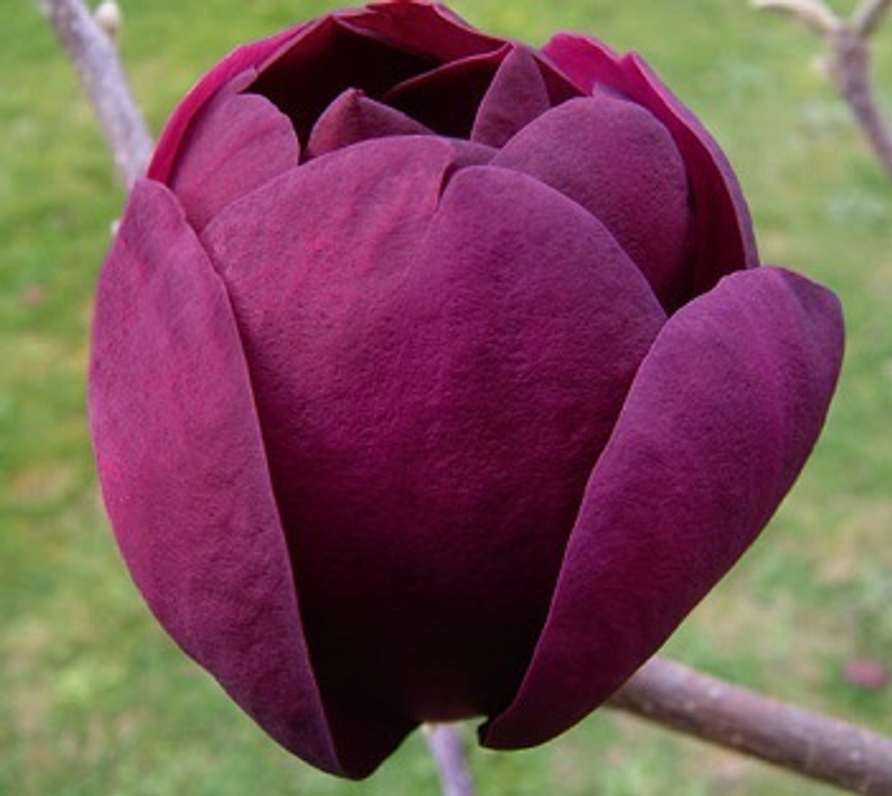 Магнолия гибридная Блэк тулип (Black Tulip) 125-150 см, с 20