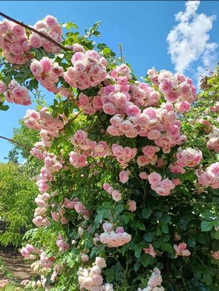 JASMINA (KORCENTEX) (Жасмина)