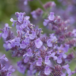 Котовник "Six Hills Giant"