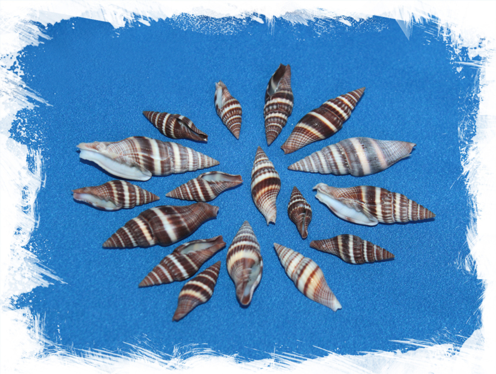 Вексиллум Формосенс