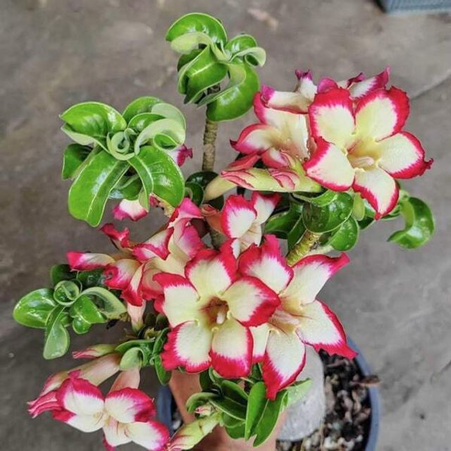 Адениумы прочие