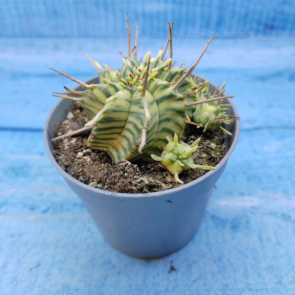 Euphorbia meloformis f. Variegated (Эуфорбия вариегатная)