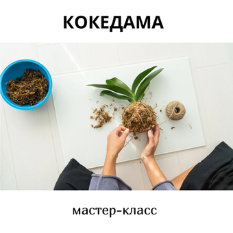 🌱 Мастер-класс «Кокедама» — японская планета в мхе