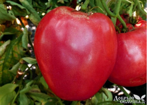 Томат Фуджи F1