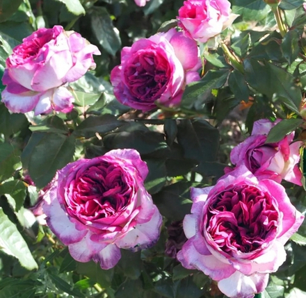 Thierry Marx ® (DELviopar) тьеррИ маркс