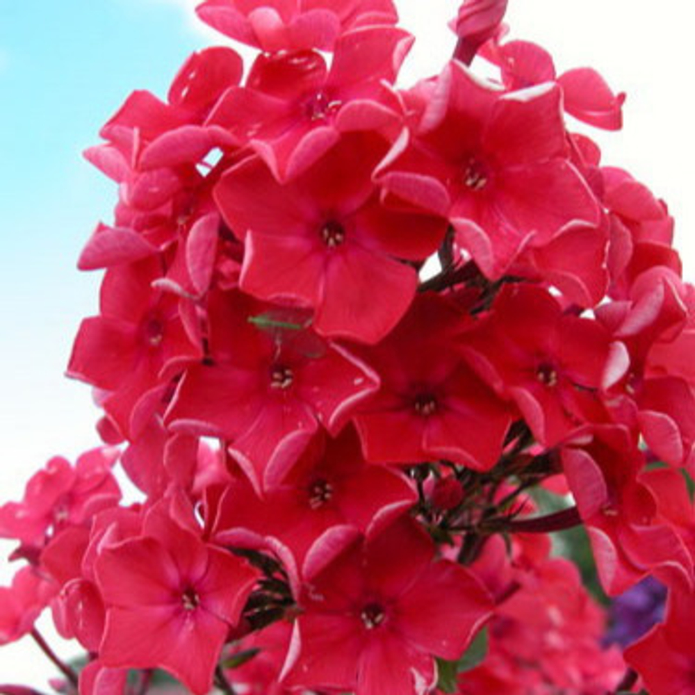 Флокс метельчатый Набат (горшок 2л)