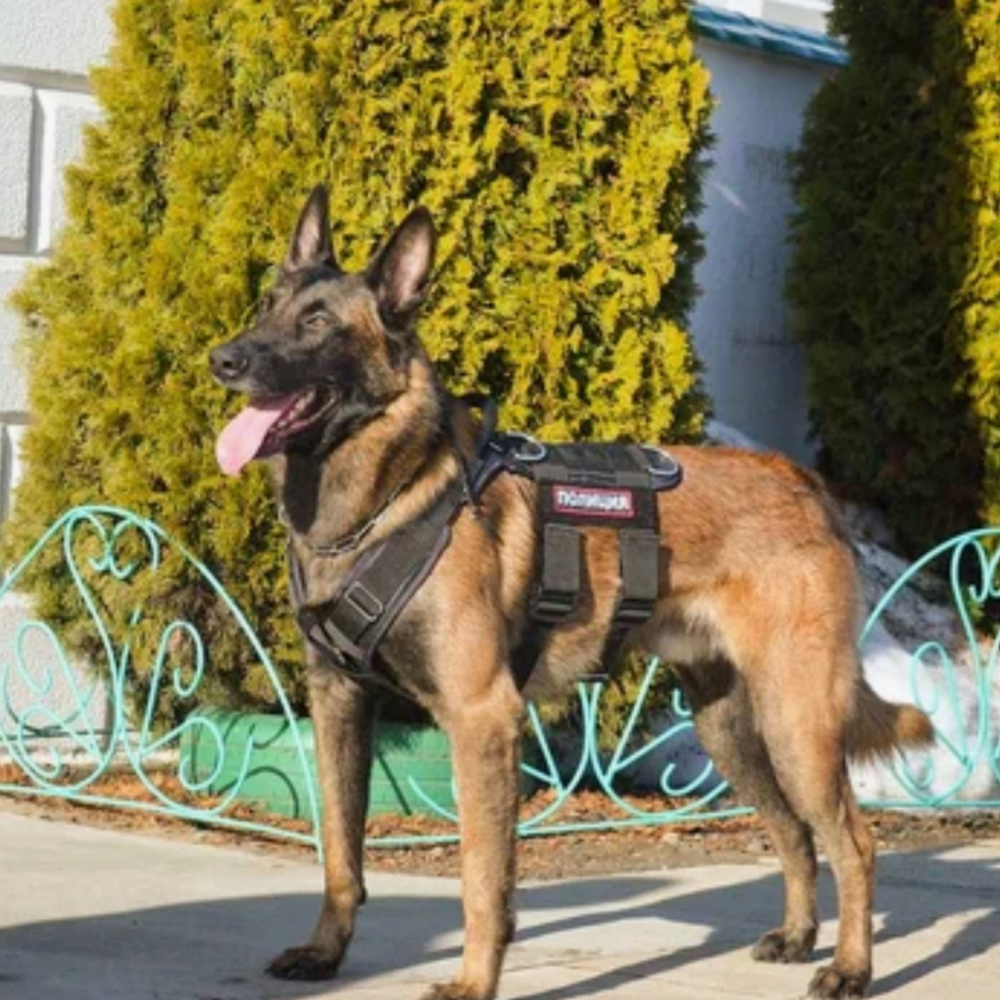 Шлейка "Special" DaiviBel